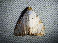 Eulepidotis testaceiceps