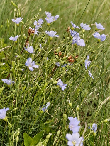 Linum alpinum, photograph 3