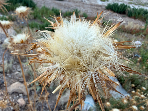 milk thistle