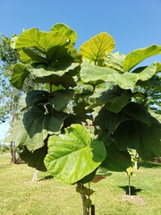 Coccoloba pubescens