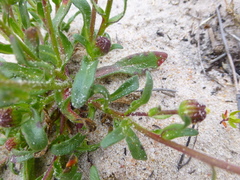 Felicia heterophylla