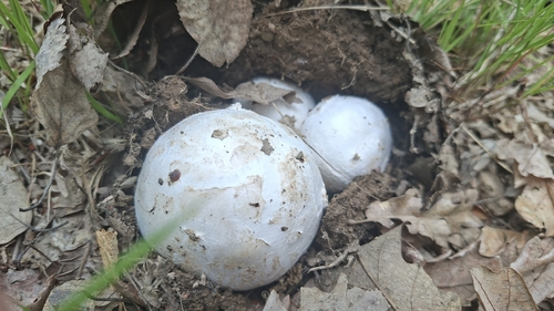Caesar's mushroom