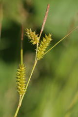 (c) Barry Stewart, some rights reserved (CC BY) Carex punctata, photograph (c) Barry Stewart, some rights reserved (CC BY)
