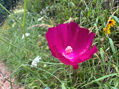 Callirhoe digitata