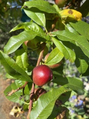 Prunus persica nucipersica
