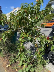 Prunus persica nucipersica