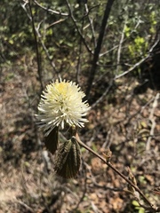 Fothergilla