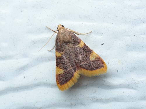 Clover Hayworm Moth photo 4