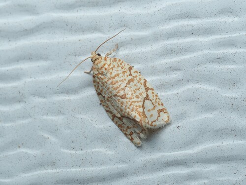 Yellow-winged Oak Leafroller Moth photo 4