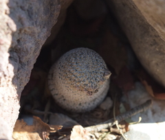 Mammillaria pectinifera
