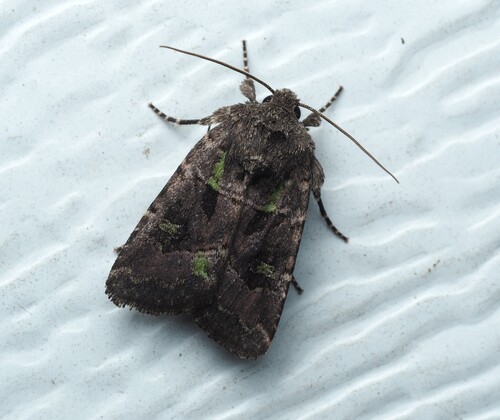 Bristly Cutworm Moth photo 4