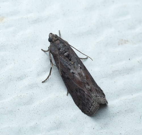 Black-spotted Leafroller Moth photo 2