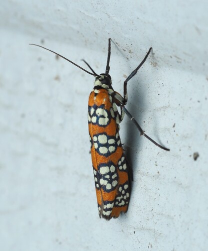 Ailanthus webworm