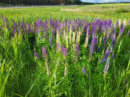 Large-leaved lupine