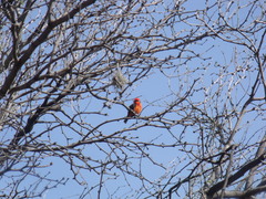 Pyrocephalus rubinus