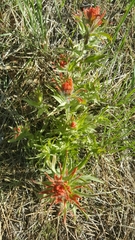 Castilleja hispida acuta