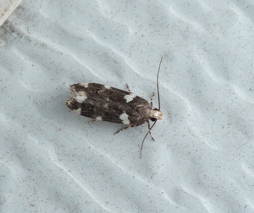 Redbud Leaffolder Moth photo 4