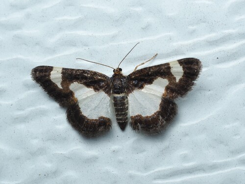 Common Spring Moth photo 5