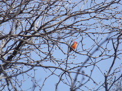 Pyrocephalus rubinus