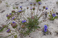 Felicia heterophylla