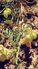 Astragalus allochrous