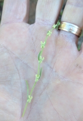 Pectocarya linearis ferocula