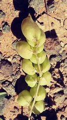 Astragalus allochrous