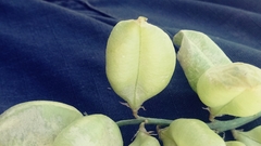 Astragalus allochrous