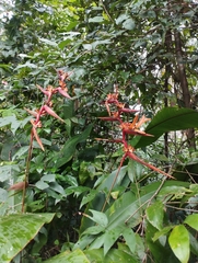 Heliconia acuminata, photograph (c) Brenda O'Grady, some rights reserved (CC BY-SA)
