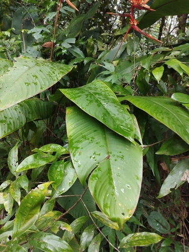 Heliconia acuminata, photograph 3