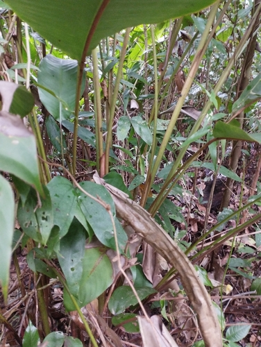 Heliconia acuminata, photograph 4