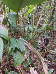 Heliconia acuminata, photograph (c) Brenda O'Grady, some rights reserved (CC BY-SA)