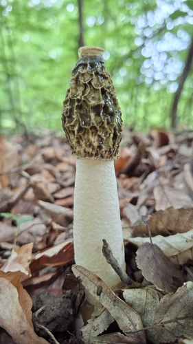 common stinkhorn