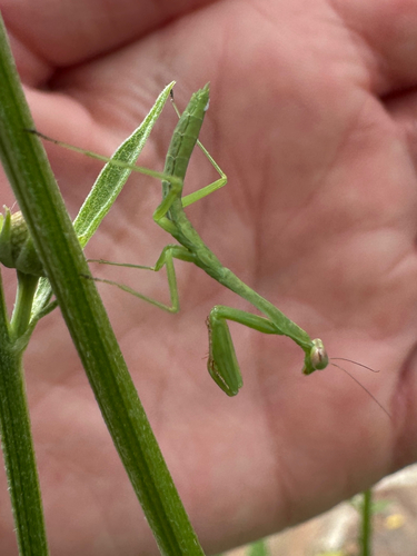 Carolina Mantis