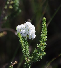 Selago glomerata