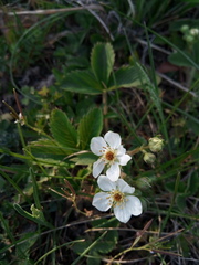Fragaria viridis