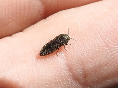Acmaeodera