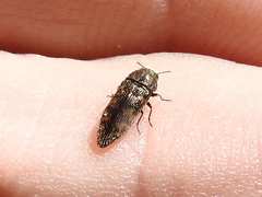 Acmaeodera
