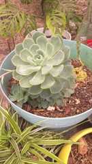 Aeonium urbicum