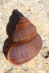 Tudorella multisulcata