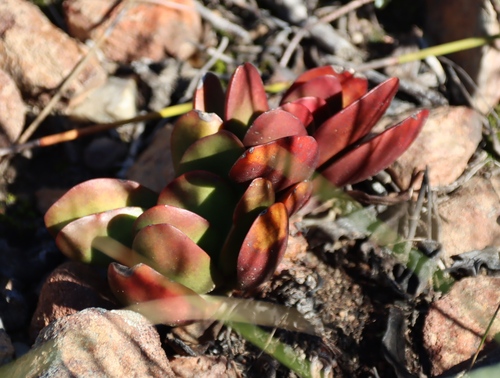 Crassula nudicaulis
