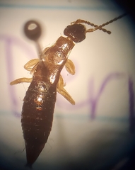 Euborellia annulipes