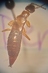 Euborellia annulipes