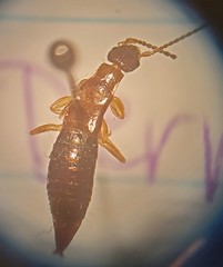 Euborellia annulipes