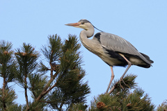 Ardea cinerea