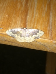 Epicosymbia nitidata