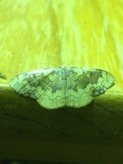 Epicosymbia nitidata