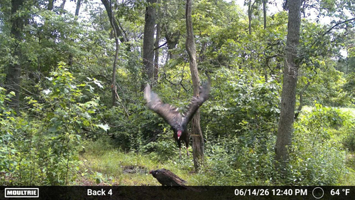 iNaturalist observation photo of Turkey Vulture