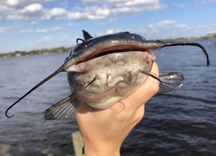 Ameiurus catus