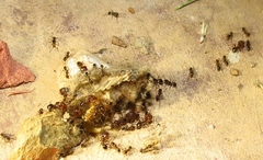 Pheidole capensis